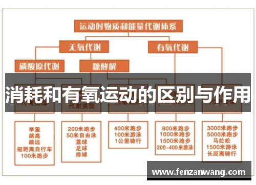 消耗和有氧运动的区别与作用